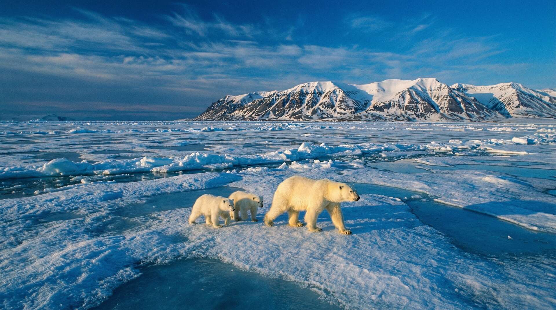 暗网北极熊视频